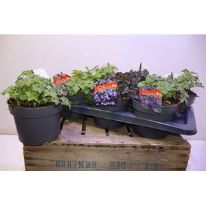 Geranium 3kl Mixtray