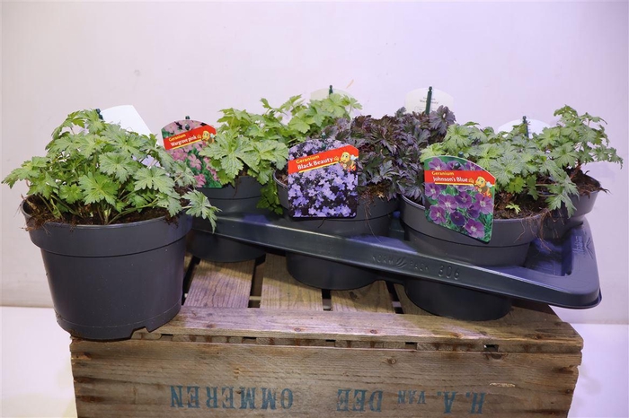 <h4>Geranium 3kl Mixtray</h4>