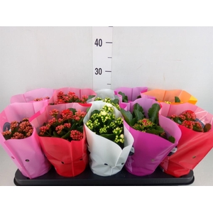 Kalanchoe blos. 'Perfecta'  ..mix 5