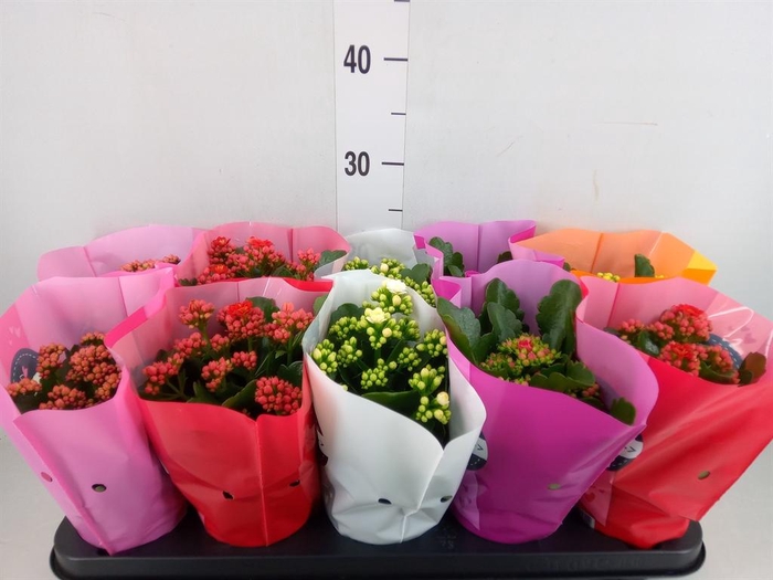 <h4>Kalanchoe blos. 'Perfecta'  ..mix 5</h4>