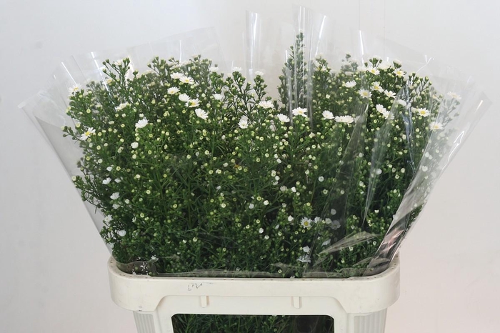 <h4>Aster Paquita</h4>