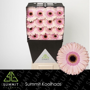 Gerbera Alliance Diamond