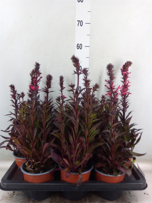 <h4>Lobelia erin.   ...</h4>