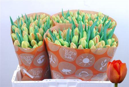 <h4>Tu Du Icoon</h4>