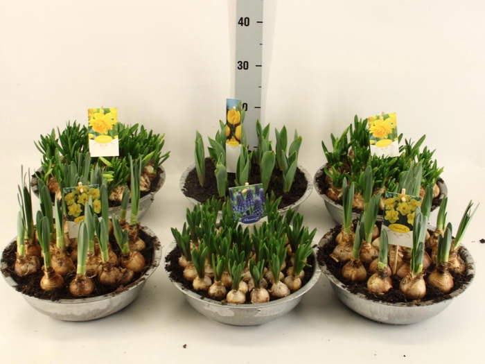 <h4>BOLBLOEMEN GEM</h4>