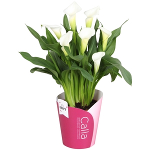 Zantedeschia Fresco SoHappyCalla wit met roze potcover