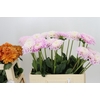 Dahlia Sweet Love