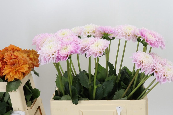 Dahlia Sweet Love