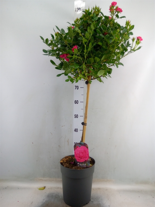 <h4>Rosa ST  ...</h4>