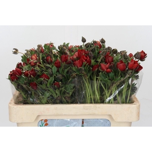 Ranunculus Magical Tangerine