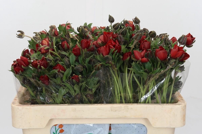 <h4>Ranunculus Magical Tangerine</h4>