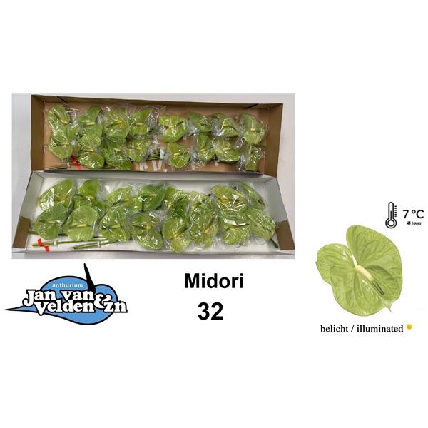 <h4>Anth A Midori 11 cm X32 Jan van Velden</h4>