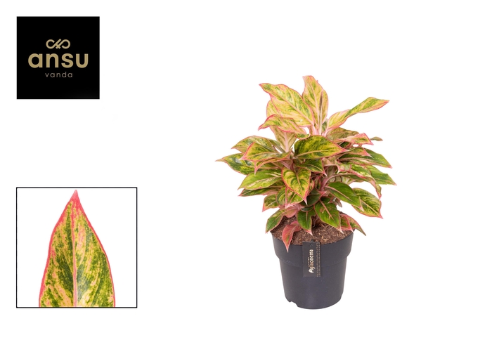 <h4>Aglaonema Jungle Nectarine</h4>