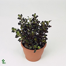 Coprosma  'Karo Red'