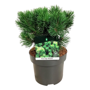 Pinus mugo 'Mumpitz'