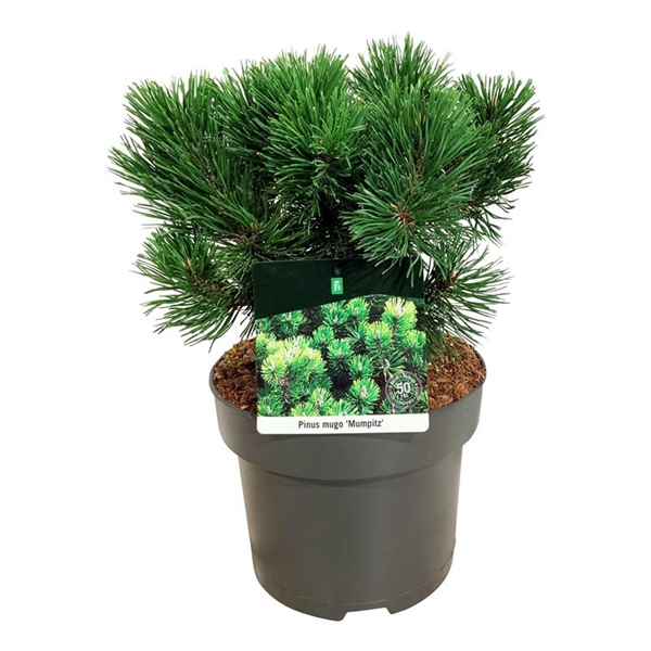 <h4>Pinus mugo 'Mumpitz'</h4>