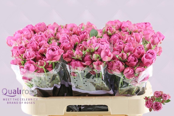 <h4>Rosa TR 'Misty Bubbles'</h4>
