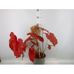 Caladium   ...