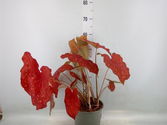 <h4>Caladium   ...</h4>
