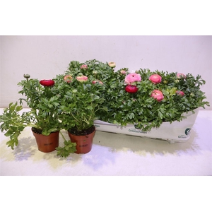 Ranun Sprink Vio Bic