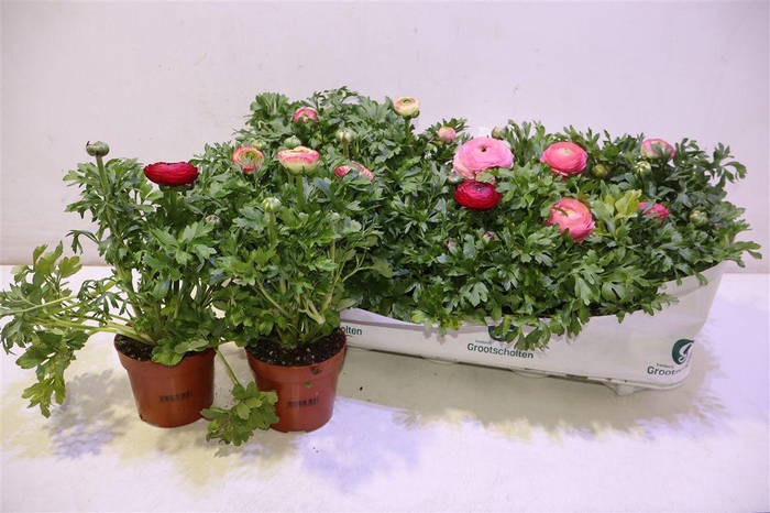 <h4>Ranun Sprink Vio Bic</h4>