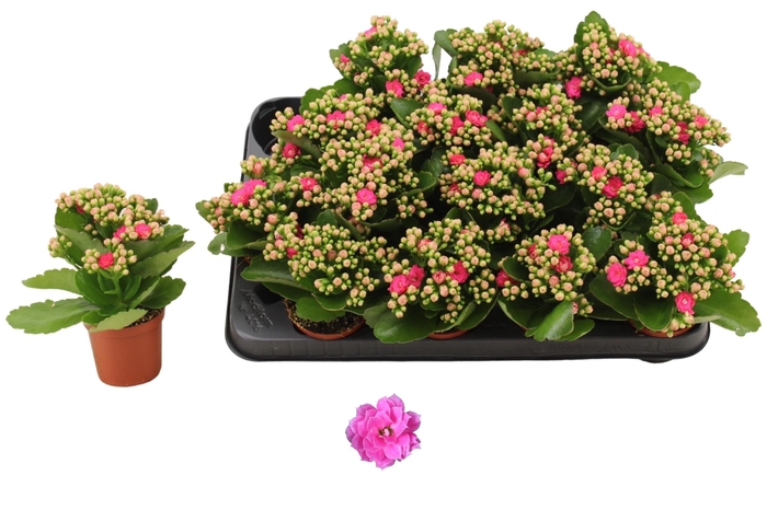 <h4>Kal Ge Nando Pink</h4>