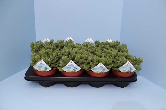 <h4>Bio Cotyledon tomentosa subsp.ladysmithiensis 615-COTY13</h4>