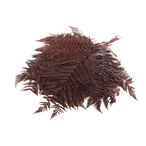 Fern Bracken Preserved Bordeaux