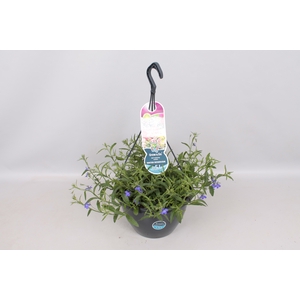 Hangpotten 27 waterreservoir Lobelia Blue