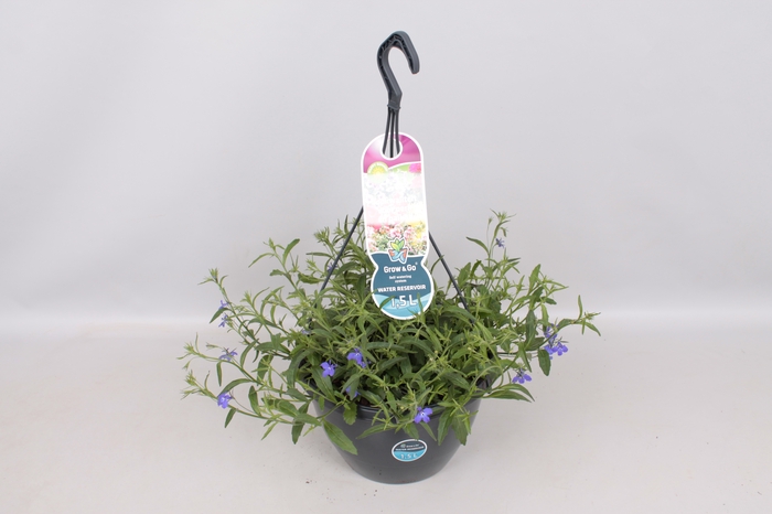 <h4>Hangpotten 27 waterreservoir Lobelia Blue</h4>