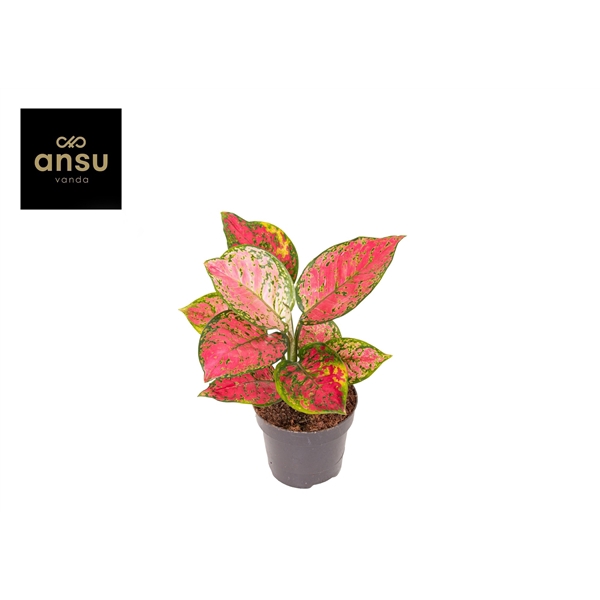 <h4>Aglaonema Crimson Love A2</h4>