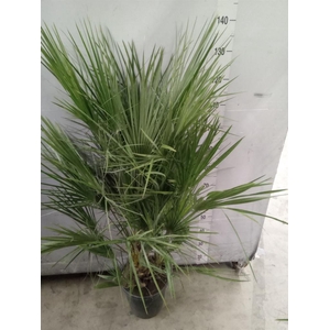 Chamaerops humilis