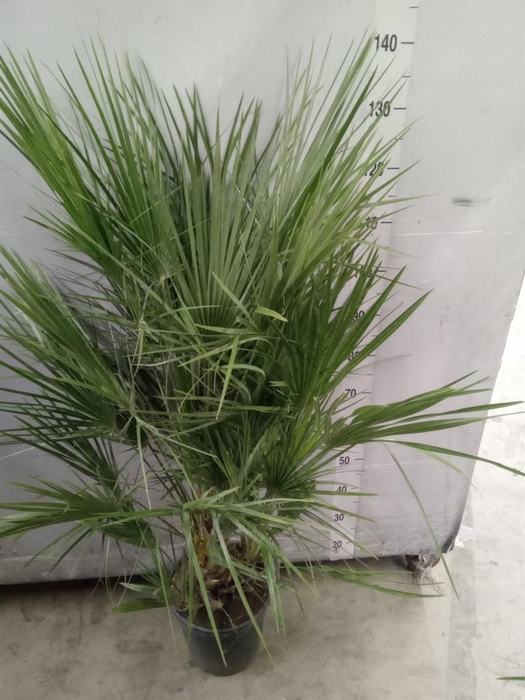 <h4>Chamaerops humilis</h4>