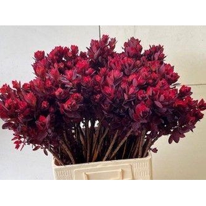 COTI C ROYAL PURPLE