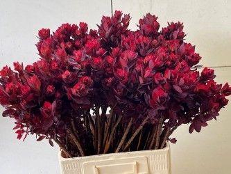 <h4>COTI C ROYAL PURPLE</h4>