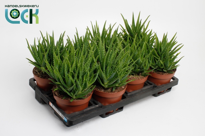 <h4>Aloe Vera 'Verini'</h4>