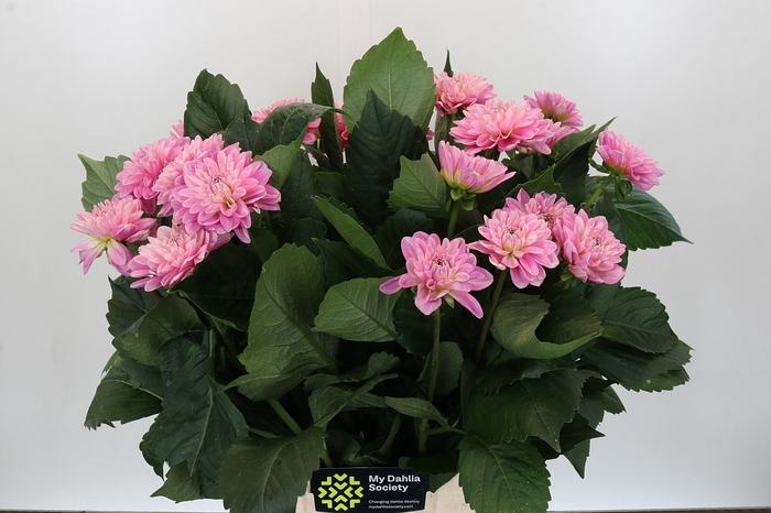 Dahlia Strawberry Ice