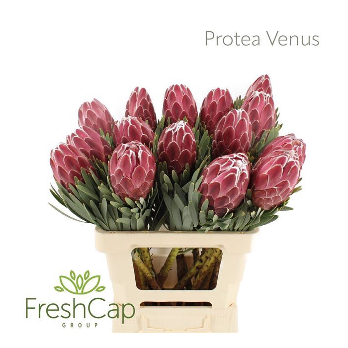 <h4>Protea Venus</h4>