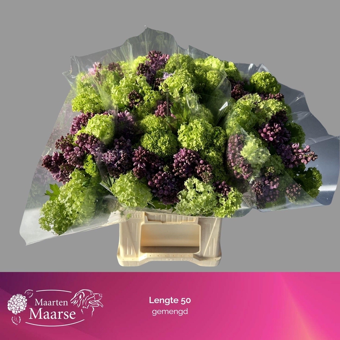 <h4>SYRINGA PER BOS</h4>