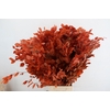 PF BEECH LEAFS ORANGE BS 150GR