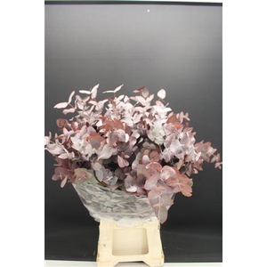 Euc Cinerea Rood Optrek