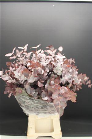 Euc Cinerea Rood Optrek