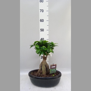 Ficus microcarpa 'Ginseng'