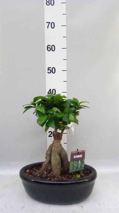 <h4>Ficus microcarpa 'Ginseng'</h4>