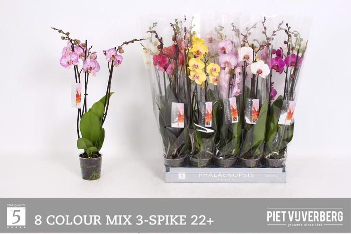 <h4>PHAL GEM 8 KL</h4>