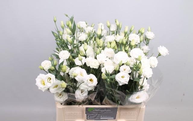 <h4>EUS G ROSI  WHITE</h4>