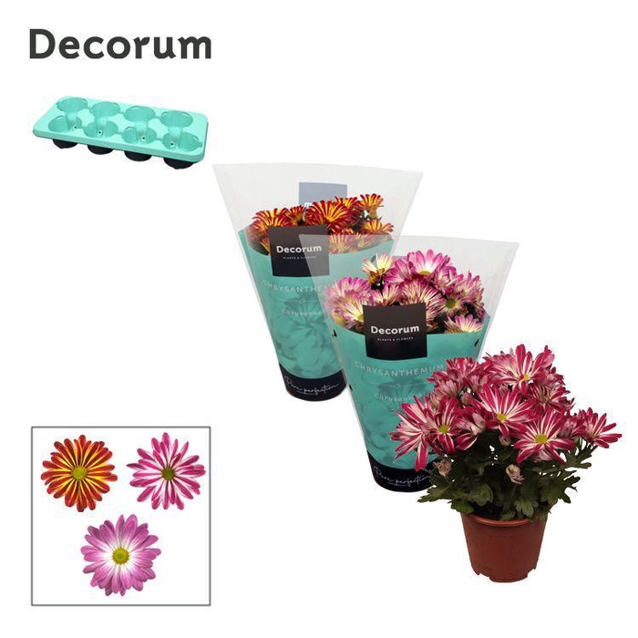 <h4>Chrysanne® Margarita Bicolor Mix</h4>