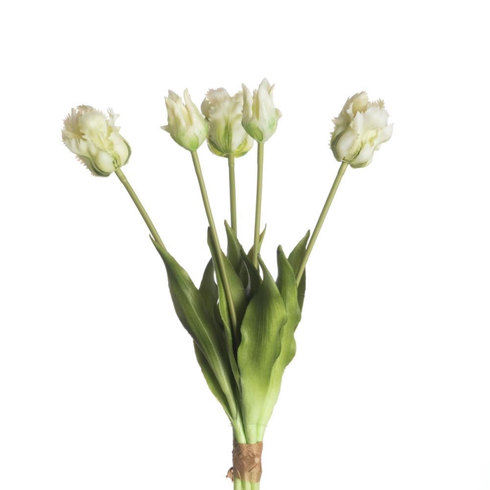 <h4>AF Tulip Parrot x5 L40cm Wh/Gr</h4>