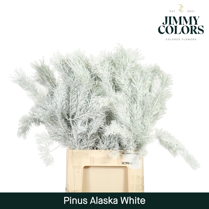 <h4>Pinus Alaska 60 White</h4>