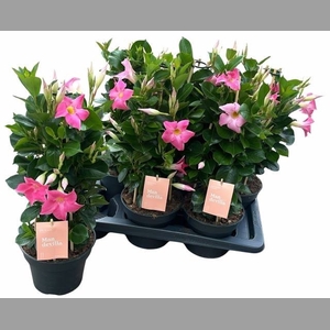 MANDE SUN PINK